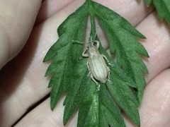 Compsus auricephalus