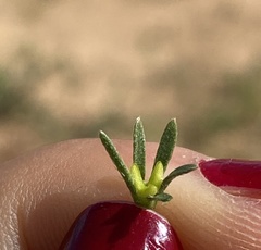 Plagiobothrys stipitatus micranthus
