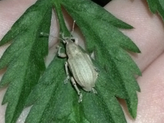 Compsus auricephalus