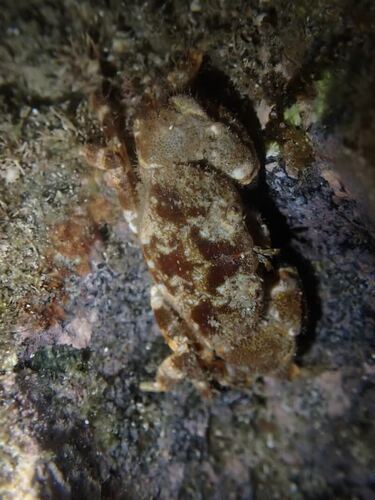 Xanthias lamarckii observed 2026-07-05