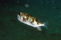 Contusus brevicaudus