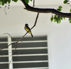 Tyrannus melancholicus
