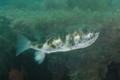 Contusus brevicaudus