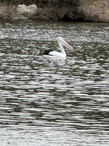 Australian Pelican