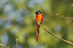 Pericrocotus ethologus