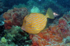 Eubalichthys mosaicus