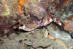 Nectocarcinus integrifrons