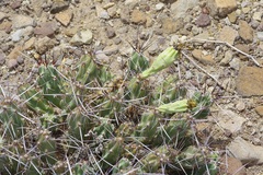 Grusonia aggeria, photograph (c) Michelle W. （鍾偉瑋）, some rights reserved (CC BY)