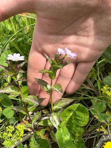 Epilobium hornemannii