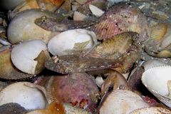 Nesogobius pulchellus