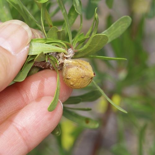 Jatropha dioica, photograph 5