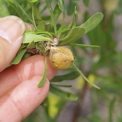 Jatropha dioica, photograph (c) Michelle W. （鍾偉瑋）, some rights reserved (CC BY)