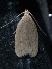 Inga obscuromaculella