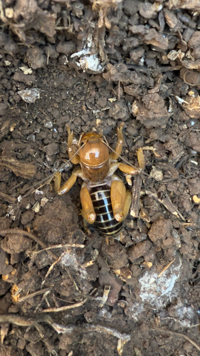 North American Jerusalem Crickets seen in Sonoma Valley