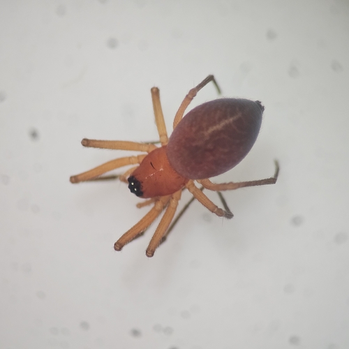 Styloctetor purpurescens