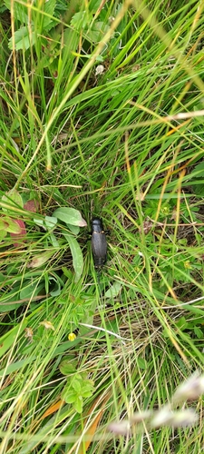 European Field Cricket