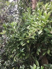 Melicytus chathamicus