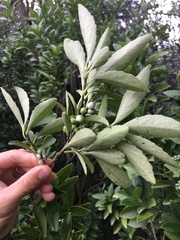 Melicytus chathamicus