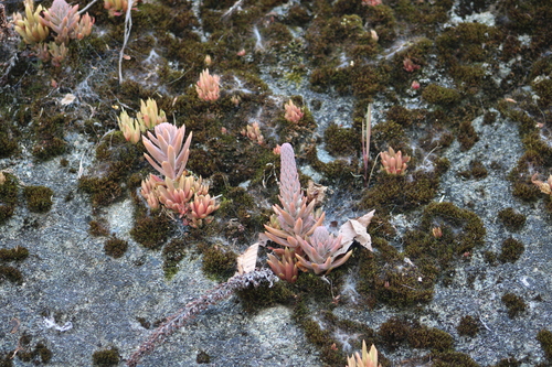 Orostachys japonica, 2026-07-16