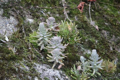 Orostachys japonica, 2026-07-16
