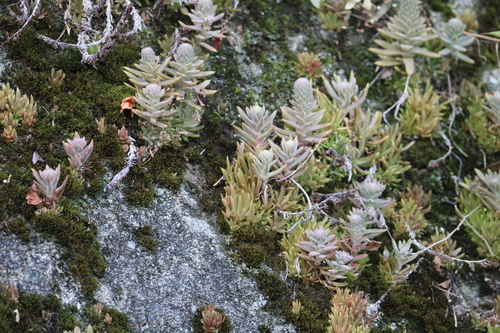 Orostachys japonica, 2026-07-16