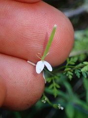 Meconella denticulata