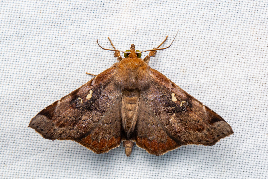Thyrostipa sphaeriphora