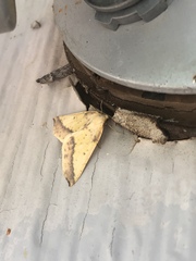 Neoterpes edwardsata