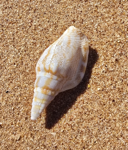Strombus campbelli, 2026-07-19