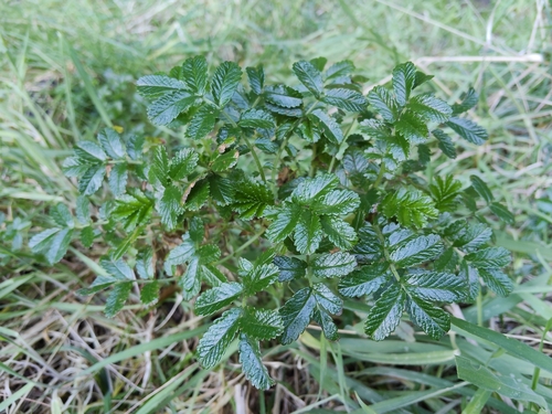Acaena pallida, photograph 4