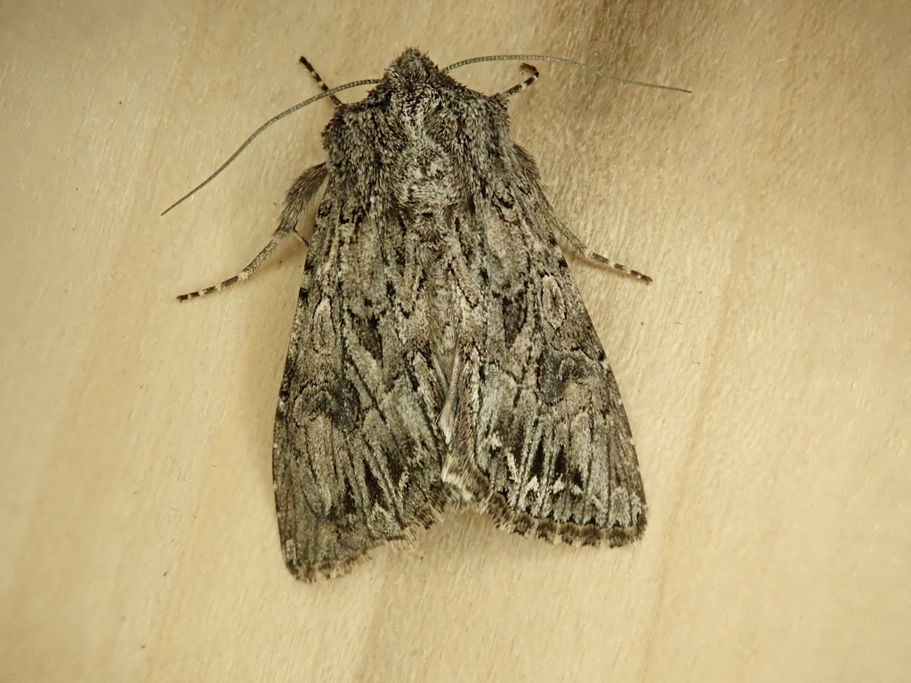 Anarta crotchii