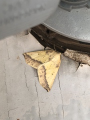 Neoterpes edwardsata