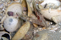 Nesogobius pulchellus