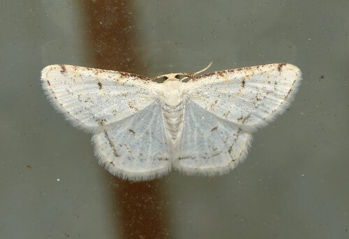 Virgin Moth photo 5