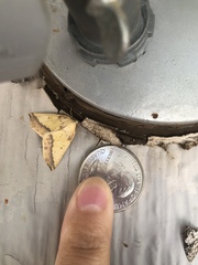 Neoterpes edwardsata