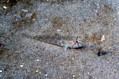 Nesogobius pulchellus