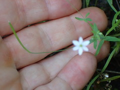 Meconella denticulata