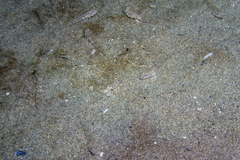 Nesogobius