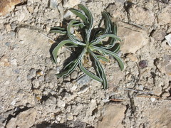 Frasera albomarginata