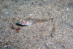 Nesogobius pulchellus