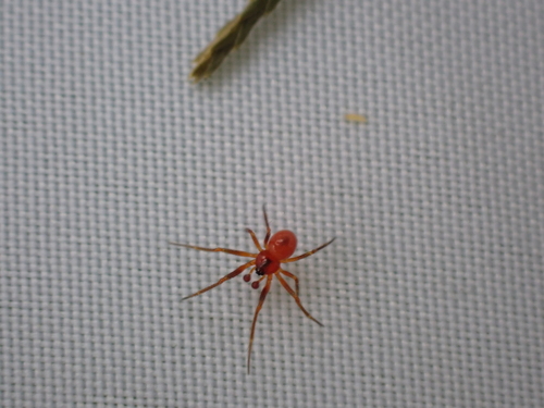 Spotted Cobweaver photo 5