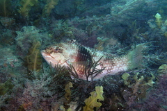 Notolabrus tetricus