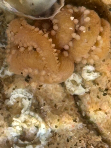 Sphaerodorum gracilis