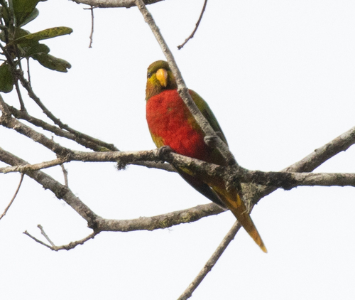 Neopsittacus musschenbroekii observed 2026-06-11