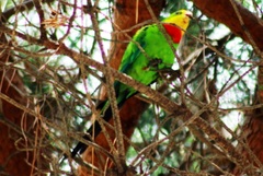 Polytelis swainsonii