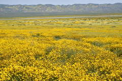 Leptosyne calliopsidea