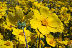 Leptosyne calliopsidea