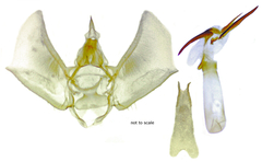 Eupithecia niphadophilata