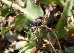 Habronattus captiosus