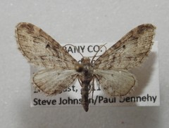 Eupithecia niphadophilata
